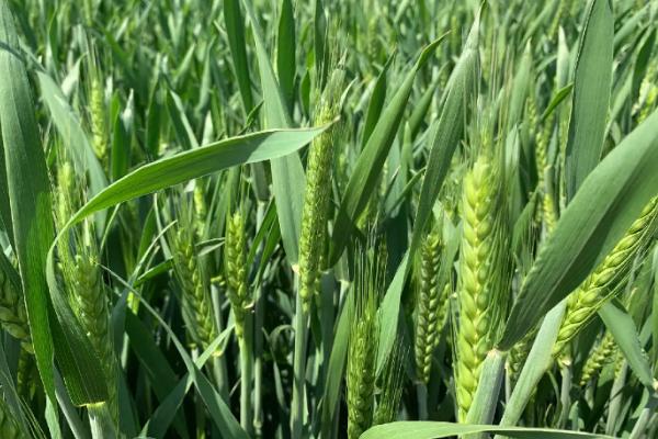 科林12小麦品种的特性，比对照品种周麦18熟期稍早