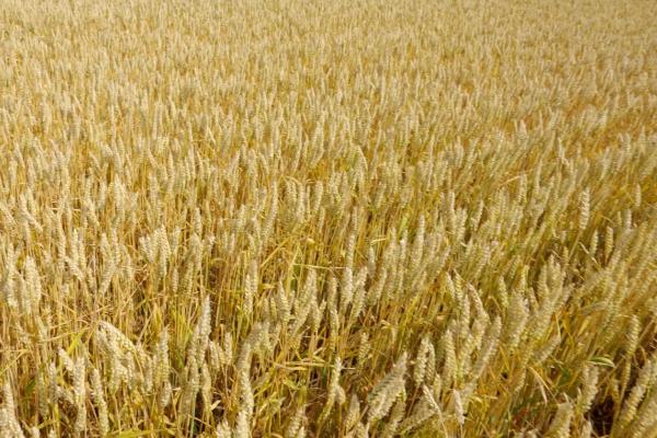 中育1686小麦品种简介，每亩适宜基本苗12万—22万