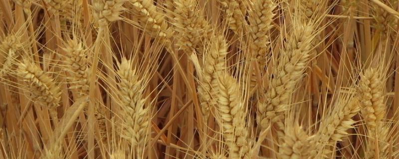 中麦7152小麦种子简介，与对照品种周麦18熟期相当