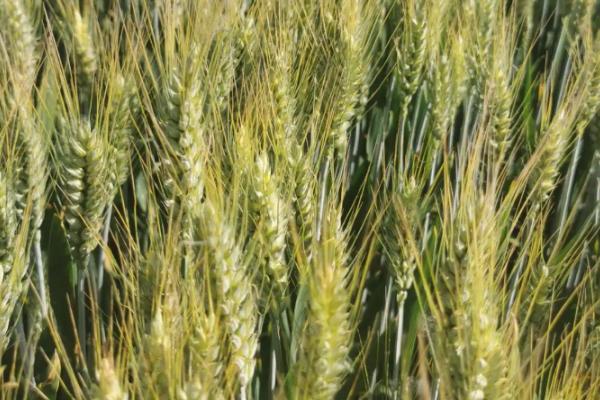 华麦20小麦品种简介，与对照品种周麦18熟期相当