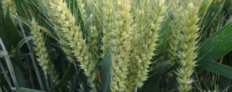 成麦187小麦种子介绍，比对照品种周麦18熟期稍早