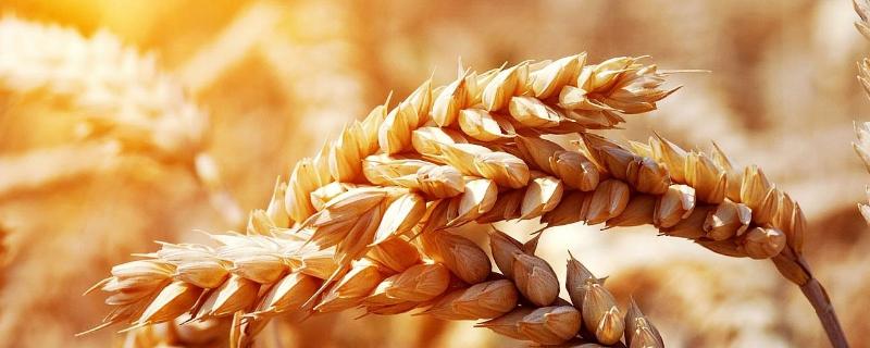 华麦20小麦品种简介，与对照品种周麦18熟期相当