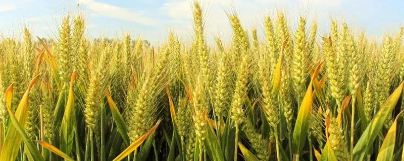 中麦698小麦品种简介，比对照品种周麦18熟期稍早