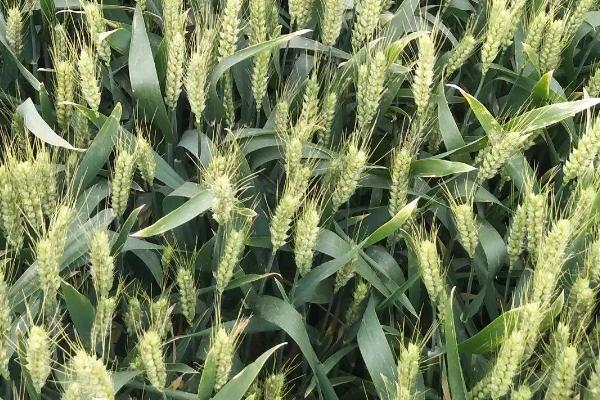 中育1686小麦品种简介，每亩适宜基本苗12万—22万