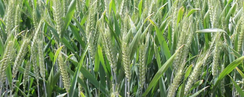 泛育麦20小麦品种简介，每亩适宜基本苗15万—18万