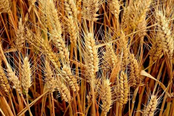 新植6号小麦种子介绍，比对照品种周麦18熟期稍早