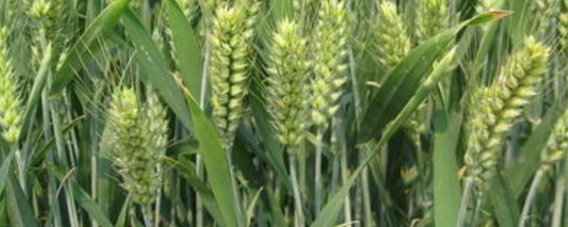 阜麦13小麦种简介，每亩适宜基本苗18万—22万