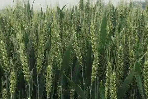 新植6号小麦种子介绍，比对照品种周麦18熟期稍早