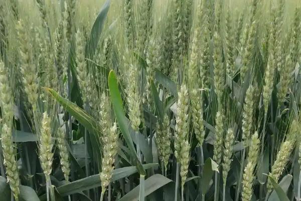 皖垦麦22小麦种子特点，每亩适宜基本苗15万—22万