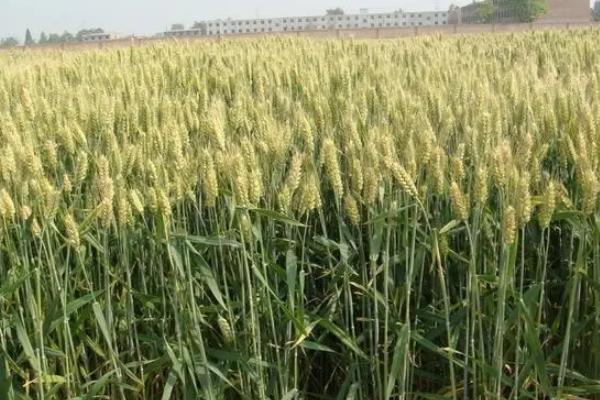 皖垦麦22小麦种子特点，每亩适宜基本苗15万—22万
