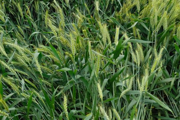 阜麦13小麦种简介，每亩适宜基本苗18万—22万