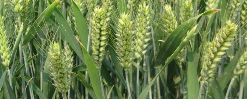 镇麦22小麦种子介绍，每亩适宜基本苗16万—18万