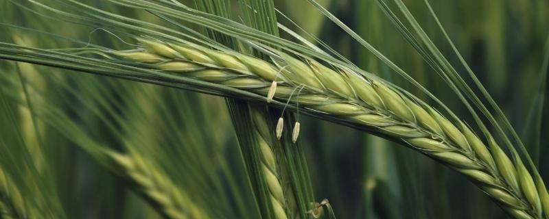 宁麦39小麦品种简介，每亩适宜基本苗15万—16万
