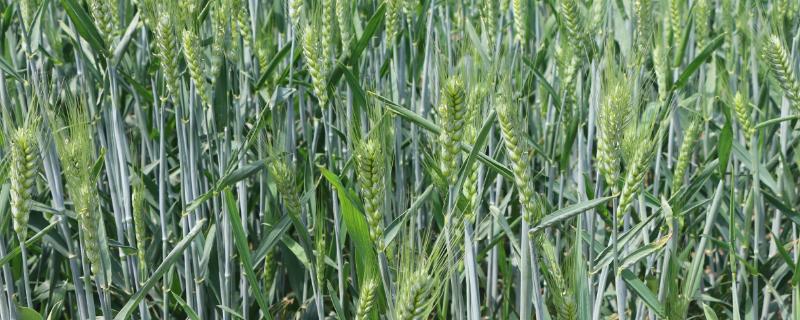 宁麦40小麦品种的特性，每亩适宜基本苗18万左右