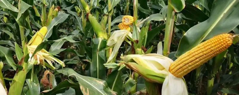 润糯175玉米品种的特性，在起垄或播种时施足底肥