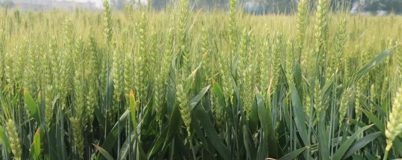 京麦17小麦种子介绍，区域试验平均生育期254天