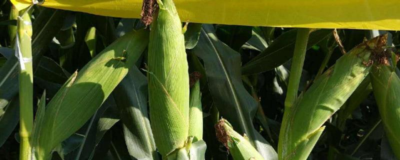 冀农919玉米种子特征特性，喇叭口期注意防治玉米螟