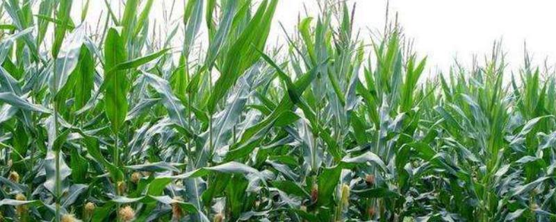 雨禾6号玉米种简介，适宜密度为3000株/亩左右