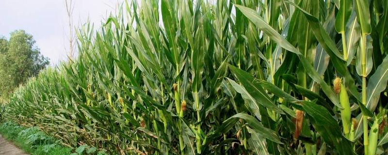 泰合玉618玉米品种的特性，大喇叭口期注意防治玉米螟