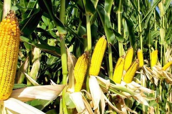 富中16玉米品种的特性，中抗大斑病