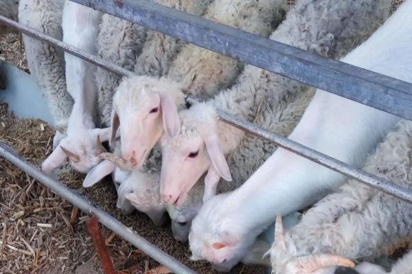 羊料添加小苏打有什么作用，可以提高羊对于饲料的消化能力