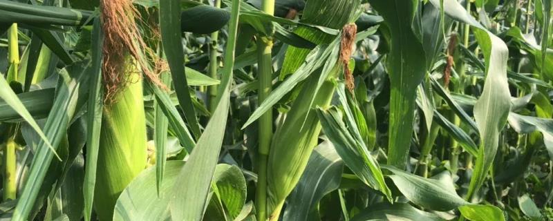 润嘉311玉米种子介绍，适宜播期为4月下旬至5月上旬