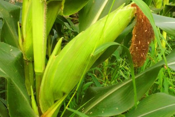 瑞科111玉米种子特征特性，适宜播期为6月1日~15日