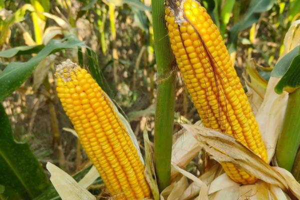 瑞科111玉米种子特征特性，适宜播期为6月1日~15日