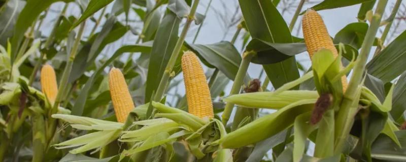 农研2101玉米种子特征特性，适宜播期为6月5日~20日