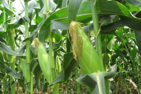 农研2101玉米种子特征特性，适宜播期为6月5日~20日