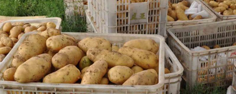马铃薯空心防治方法，加厚培土层可稳定温湿度、减少空心现象