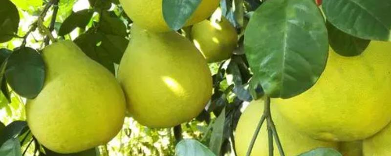 柚子种植管理方案，不同季节的管理要点不同