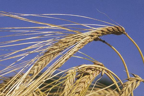 华麦188小麦种简介，全生育期施纯氮18千克/亩