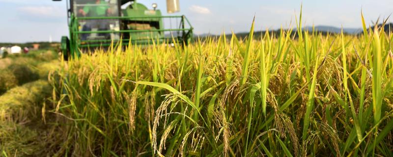 津原U999水稻种子特征特性，4月上中旬播种