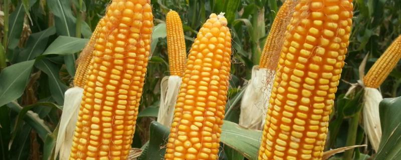 QK1341玉米种子介绍，适宜密度为3000株/亩左右