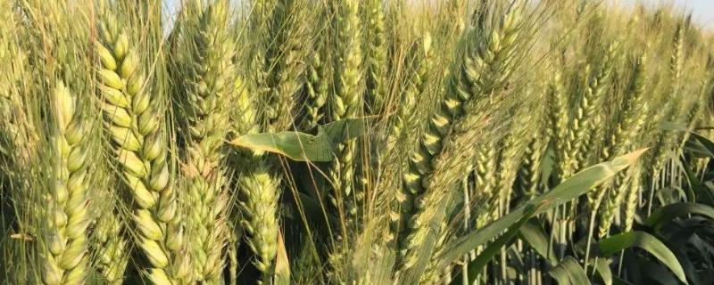 福麦1号小麦种子介绍，需适当增加播种量