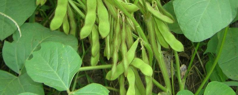 石豆31大豆种子简介，高抗花叶病毒病7号株系