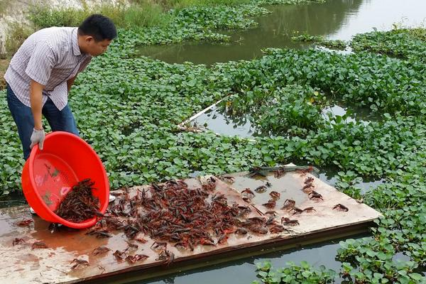 龙虾怎么养殖，养殖过程中需要保持水质的清洁和透明度