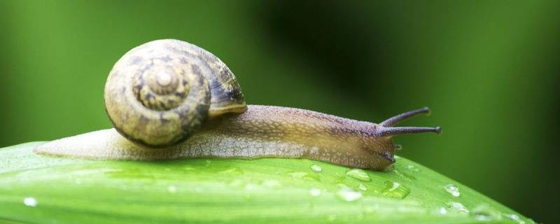 蜗牛养殖的方法，病虫害管理是蜗牛养殖中的一大要点
