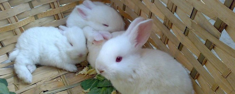 幼兔喂养方法，最好是放置于30℃-32℃的环境养殖