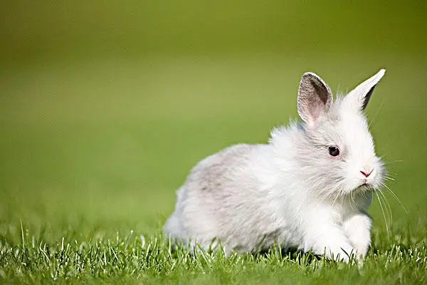 兔子的养殖技术要点，尽可能采用单笼饲养