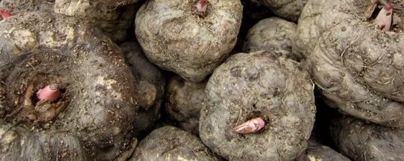 珠芽魔芋种植技术及亩产量，如何实现高产高效种植
