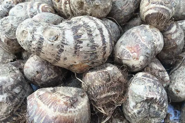 珠芽魔芋种植技术及亩产量，如何实现高产高效种植
