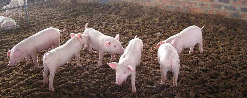 放养猪的养殖方法，放养猪需要有充足的清洁饮水