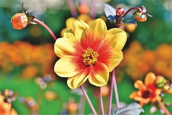 东洋菊的花语，传递友谊与希望的美丽象征