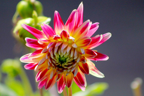 东洋菊的花语，传递友谊与希望的美丽象征