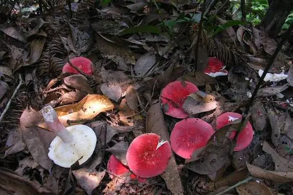 红菇种植技术，含有适量的腐殖质且松软的壤土进行种植