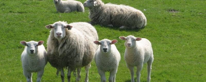 养羊的技术和养殖方法，选择适当的品种是非常关键的一步