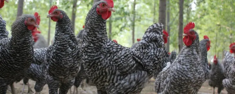 芦花鸡及养殖技术，鸡舍及周围环境都需定期进行消毒