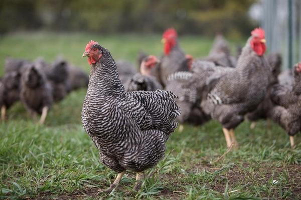 芦花鸡及养殖技术，鸡舍及周围环境都需定期进行消毒